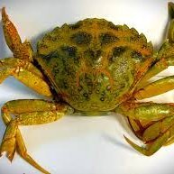 Tartyrsause ( tiny crab in big world )🦀さんのプロフィール画像