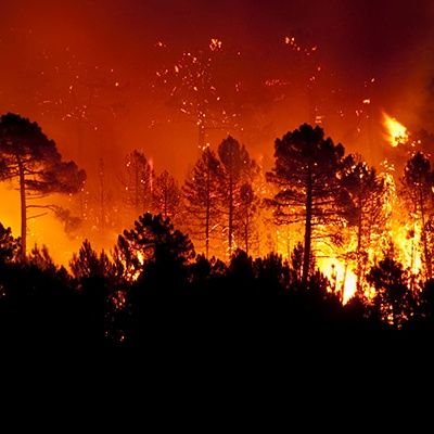 Votre source d'information fiable sur les feux de forêts. Restez informé sur les dernières alertes, préventions et mesures à prendre pour protéger nos forêts.