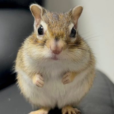 やま⭐︎🐿️さんのプロフィール画像