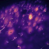 COE center for optimized oligonucleotide escape (@coecenter) 's Twitter Profile