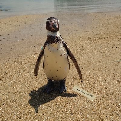 ペンギン専用アカウント🐧ペンギン大好き。
主にペンギン、水族館の生き物達を気まぐれアップ。素人撮り、基本Xperia5、時々オリンパスPEN E-PL10📷
#ペンギン好きと繋がりたい
#水族館好きと繋がりたい