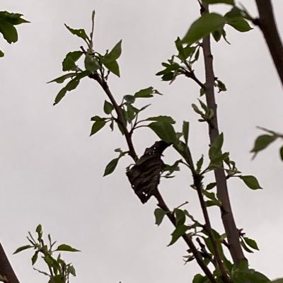 waqlava_squiz's profile picture. 病庭　　元