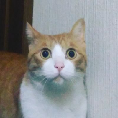 ふぃM(猫好きのスライム)さんのプロフィール画像