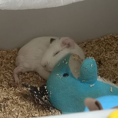 jesslynpangest4's profile picture. Infires