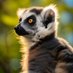 Lemur (@welurowylemur) Twitter profile photo Lemur (@welurowylemur) Twitter profile photo