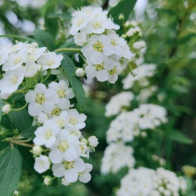 白花さんのプロフィール画像