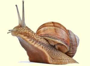 Have you ever felt homesick? Snail's never do because they bring their home with them everywhere they go!