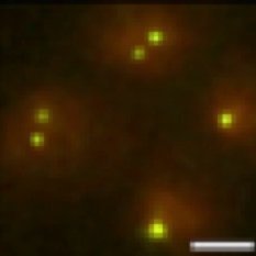 The Fung Lab at UCSF studies the mechanisms of meiotic chromosome pairing and synpasis using yeast genetics, live cell imaging, and computational modeling