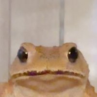 ぴーたん (@shikeppy) 's Twitter Profile Photo