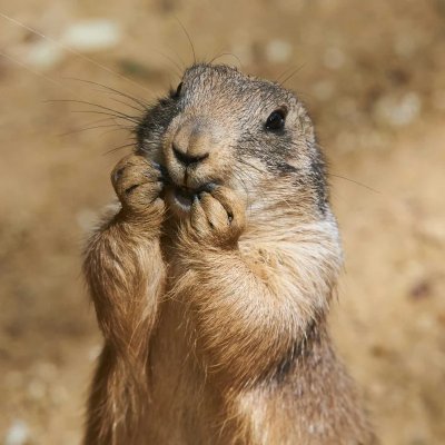 I love my Lord Jesus Christ! I'm Pro 2A and 1A, an avid Dog lover and Paleo-Conservative, Abortion is Murder, America First! DM=Block.