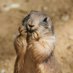 Prairie Dog (@Jeff31551784969) Twitter profile photo