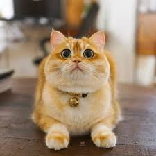 Nokia1362987's profile picture. 