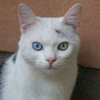 Cat Choose(@animalhood25) 's Twitter Profile Photo