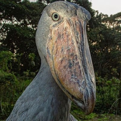 Hello, this is an account dedicated to the magnificent Shoebill stork🤗 If you have pics of shoebill please DM