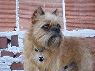 The Adventures of MAX THE BRUSSELS GRIFFON. Now go watch my Youtube videos!