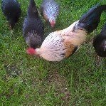 PatTaylor146637's profile picture. Maried. Animal lover. No farmers no food.
I🏴󠁧󠁢󠁥󠁮󠁧󠁿🇬🇧 Raise the colours. English born and bred.