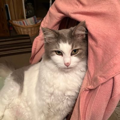 Widow. Over 40. Conservative. Foxy is my cat.America First#Trump
