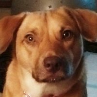 teresa puckett (@teresapuck58051) 's Twitter Profile