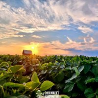 Cornbelt Marketing, Inc. 🇺🇸 (@samuelbhudson) 's Twitter Profile