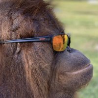 Obese crypto lad (@ladobese) 's Twitter Profile