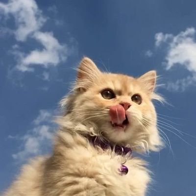 OyeHoyePapaji's profile picture. Commander of Antarctica Penguin Special Force