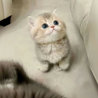 CrazyRiceRR's profile picture. I am Verda Citizen
https://t.co/TczwdEPVI9