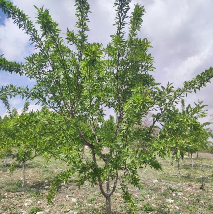 extremeeno's profile picture. 