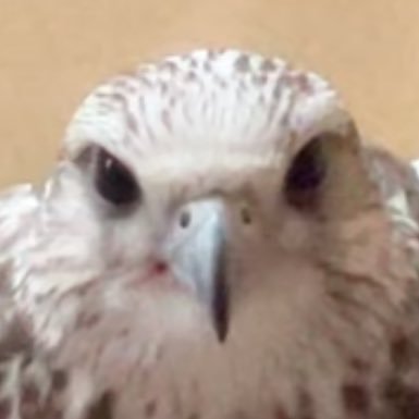 AAomar90's profile picture. .. شبابة الضو يجذبني سنا ضوها ؛)