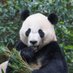 Love of Pandas (@LoveofPandas1) Twitter profile photo