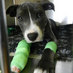 Medina Veterinary (@medinavets) Twitter profile photo Medina Veterinary (@medinavets) Twitter profile photo
