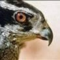 Janet (@jsummerhawk) 's Twitter Profile