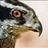 jsummerhawk's profile image
