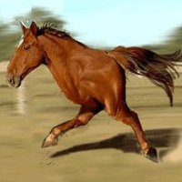 Two Legged Horse SOL $HORSE(@HorseCoinonSol) 's Twitter Profile Photo