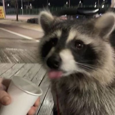 hi, just your friendly racoon :D im also gonna write daily about stuff of my day, idk, ig this acc is gonna be like my public diary.