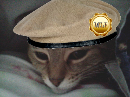 Cookie_kiekie's profile picture. i may be an old gal (i'll be 12 this year!).... but i still got a lotta ki'en in meh! 
proud comrade of #wlf *purrs*