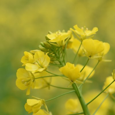 お花は食べ物