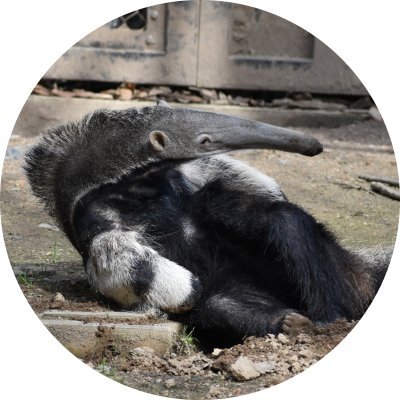 OoarikuiJ's profile picture. オオアリクイ好きのおじさんです