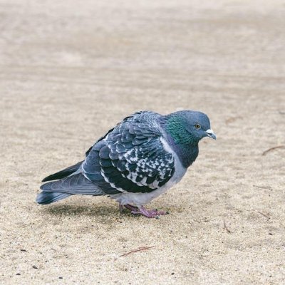 食べ歩きが趣味です。副業してるので投資にも興味あります。
投資で今までかなり負けてしまったのでうまい人のミラトレしたいです。