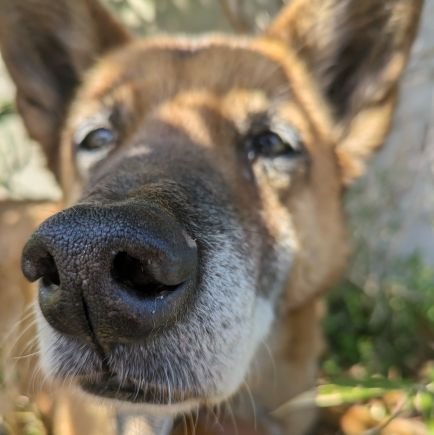 諸事情により、期間限定のサブ垢を作りました。
ミックの父です🐶
素の私は、こちらにアップしていきます！
お知り合いの方はフォローお願い致します。※そのうち鍵垢に変わります🔑