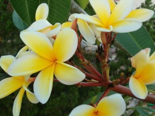 AwesomeinLa's profile picture. Proud progressive! Small business owner (virtual assistant).Hummingbird enthusiast; fan of NCIS, Torchwood, Fringe. Bead junkie!