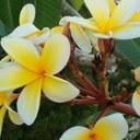 Ingrid Cross - @AwesomeinLa - Twitter