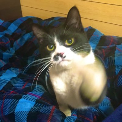 ちゃしさんのプロフィール画像