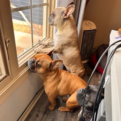 The #deadbeat bros. Don’t work hard, don’t play hard, just lounge! #FrenchBulldog x3