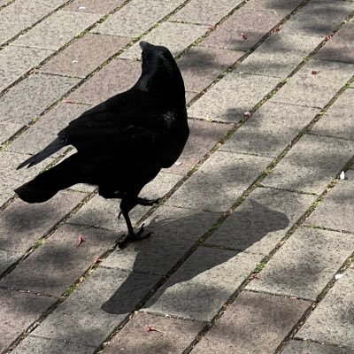 Mathematical biology, Evolutionary biology, Ecology