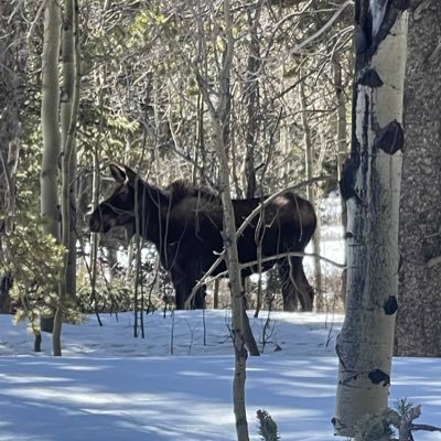 Biggest Moose In The Woods