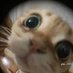 cucky (@bdifotms) Twitter profile photo cucky (@bdifotms) Twitter profile photo