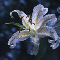 温海 (@elusivelily) 's Twitter Profile