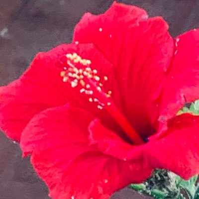 AntonellaBalle1's profile picture. 08 04