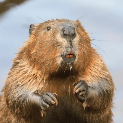 Beaver in bio