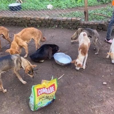 Non profit organization in uganda 
#dogs #🇺🇬☘️☘️☘️🆘 #donations
🐾🐾🐾🐾🐶🐶🐶#gofundme donate
Save dogs and cats